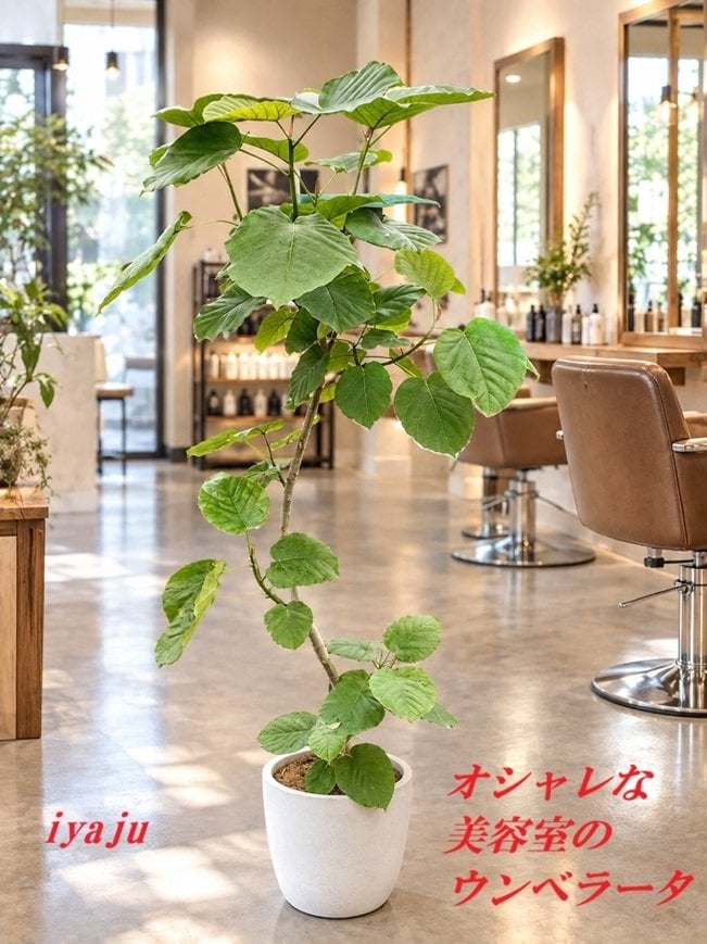 ウンベラータ 9号  観葉植物 オシャレなインテリア 新築祝い　開店祝い　開業祝い　夏ギフト