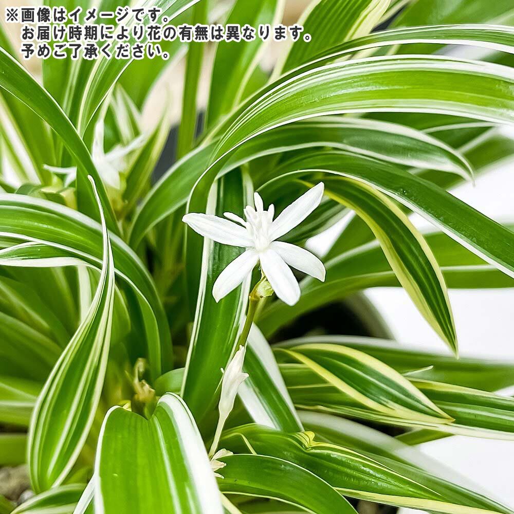 PLANCHU 観葉植物 クロロフィツム シャムオリヅルラン 3.5号鉢 受け皿付き 育て方説明書付き Chlorophytum bichetii