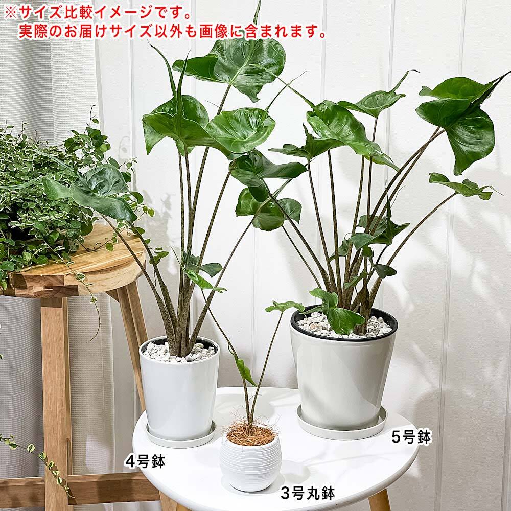 PLANCHU 観葉植物 アロカシア スティングレイ 5号鉢 受け皿付き 育て方説明書付き Alocasia macrorrhizos ‘Stingray’ アロイド