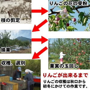 【11月中旬頃発送】一華ベジフル 青森 リンゴ サンふじ 家庭用 3C箱(3kg箱:約7～10個入) りんご 青森県産 蜜入り リンゴ 林檎 りんごジュース ギフト 御歳暮 お歳暮 フルーツ 果物 青森県 お土産 お取り寄せ 販売 通販 2026 訳あり【送料無料】