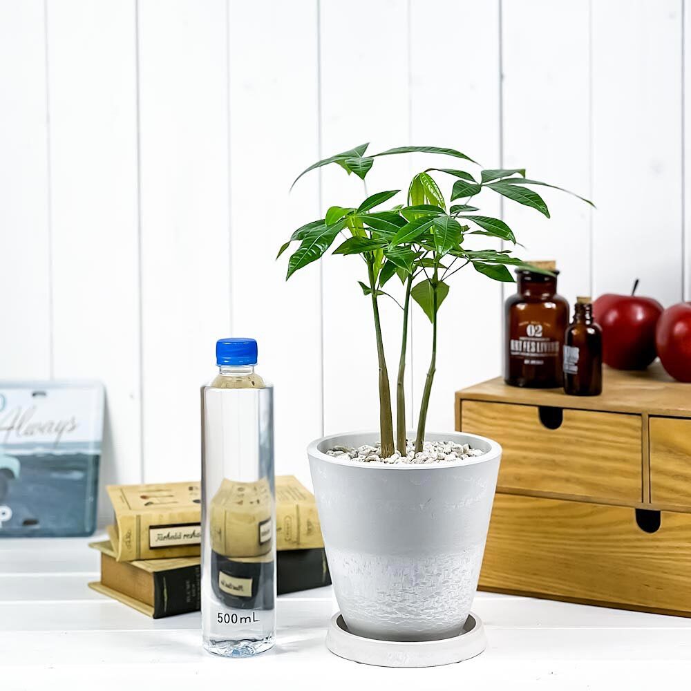 PLANCHU 観葉植物 パキラ ストレート 実生株 5号樹脂鉢 ホワイト サスティー付き 受け皿付き 育て方説明書付き Pachira glabra 発財樹