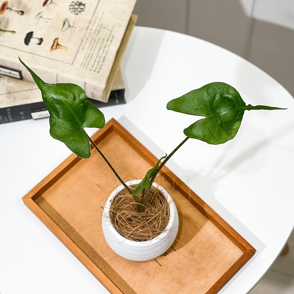 PLANCHU 観葉植物 アロカシア スティングレイ 3号丸鉢 受け皿付き 育て方説明書付き Alocasia macrorrhizos ‘Stingray’ アロイド