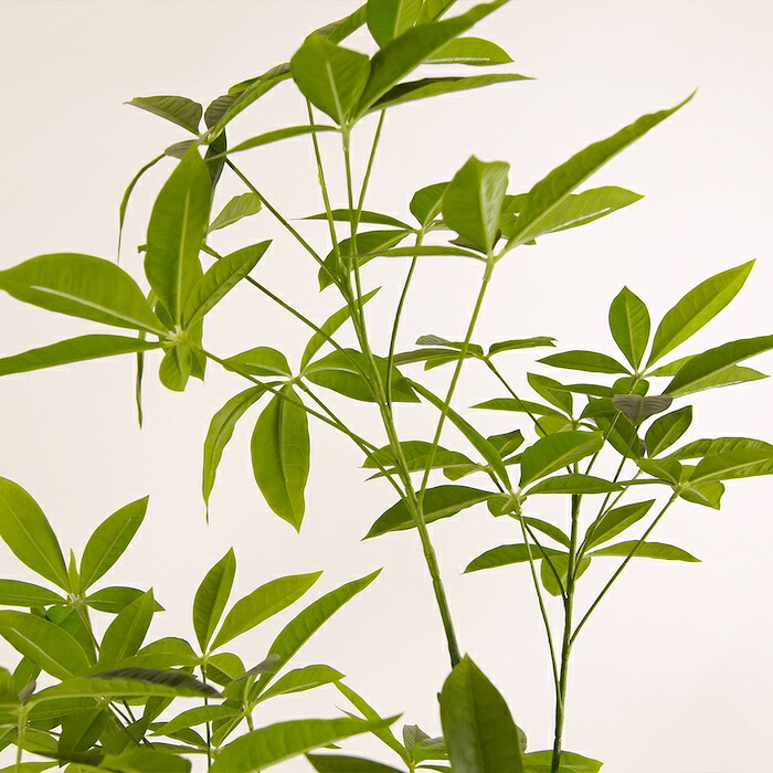 観葉植物 造花 パキラ BROWN 全高約175cm 大型 フェイクグリーン 高級 本物そっくり リアル おしゃれ インテリア 人工観葉植物 アーティフィシャルグリーン オフィス 店舗 ホテル 開店祝い 新築祝い 室内 リビング 玄関 風水 フェイク
