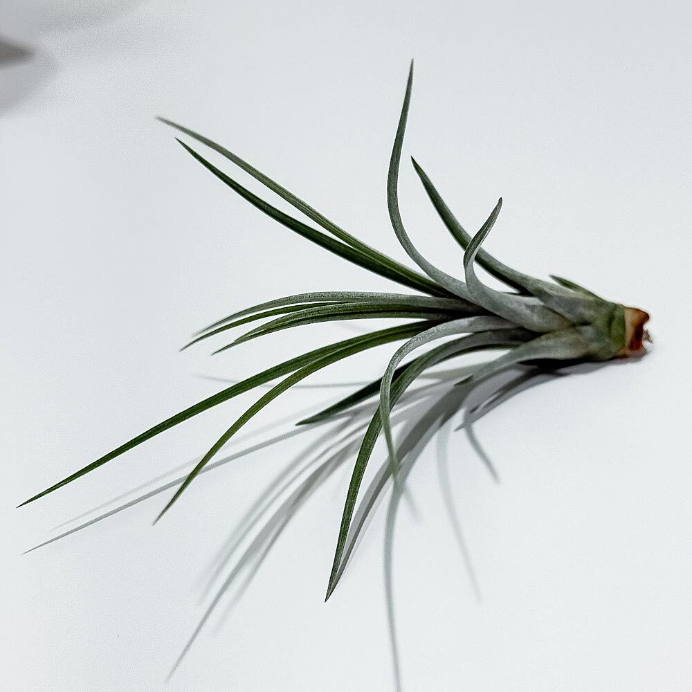 PLANCHU エアプランツ ティランジア ジュンセア Sサイズ 1株 W3×H10cm前後 育て方説明書付き Tillandsia juncea エアープランツ チランジア