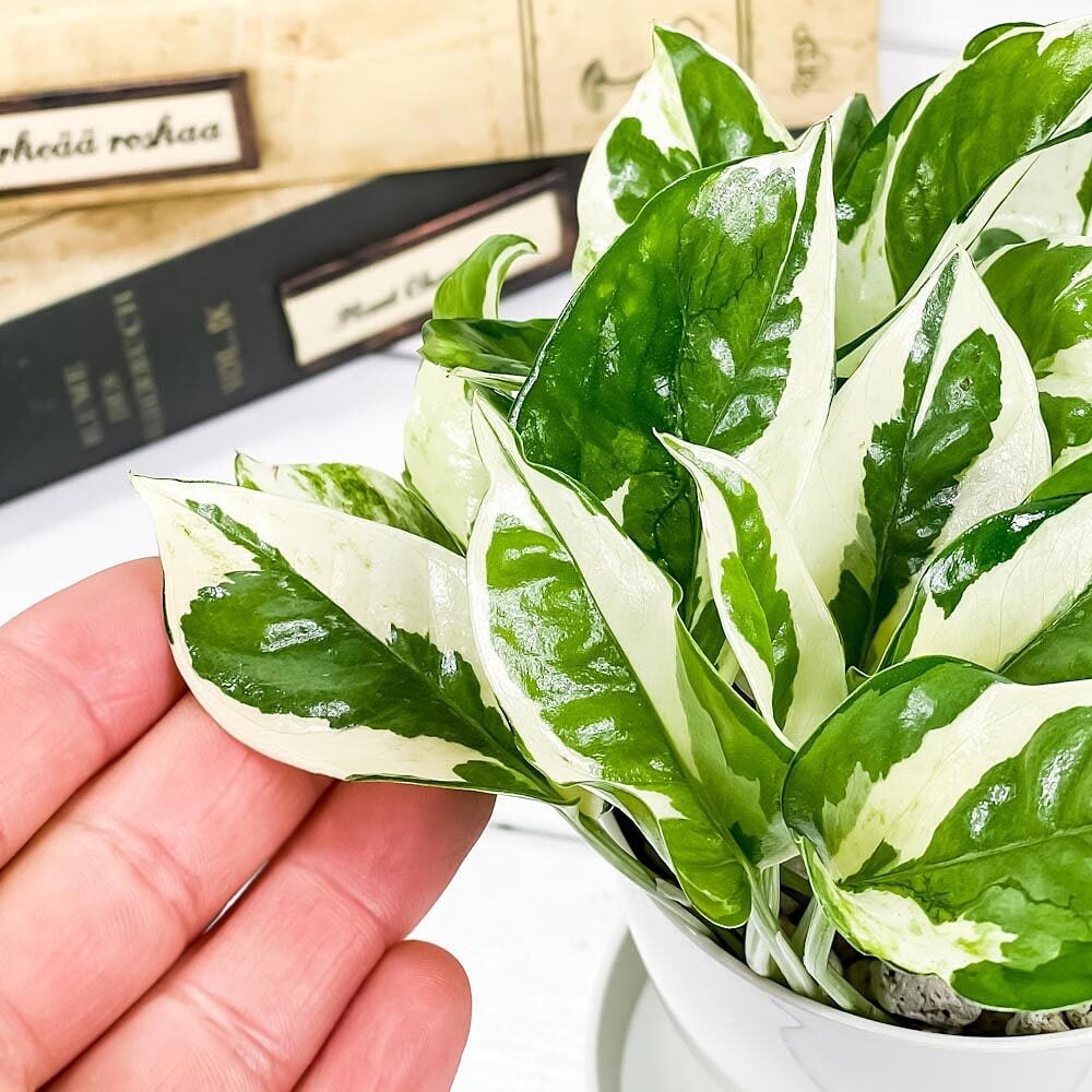 観葉植物 ポトス エンジョイ 3.5号鉢 3鉢セット 受け皿付き 育て方説明書付き Epipremnum pinnatum ‘N'Joy’ エピプレムヌム
