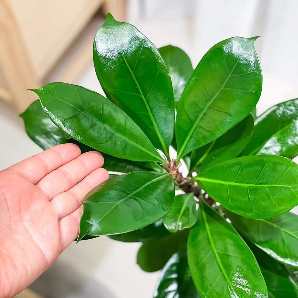 PLANCHU 観葉植物 フィカス キアティスティプラ 8号鉢 受け皿付き 育て方説明書付き Ficus cyathistipula ゴムノキ