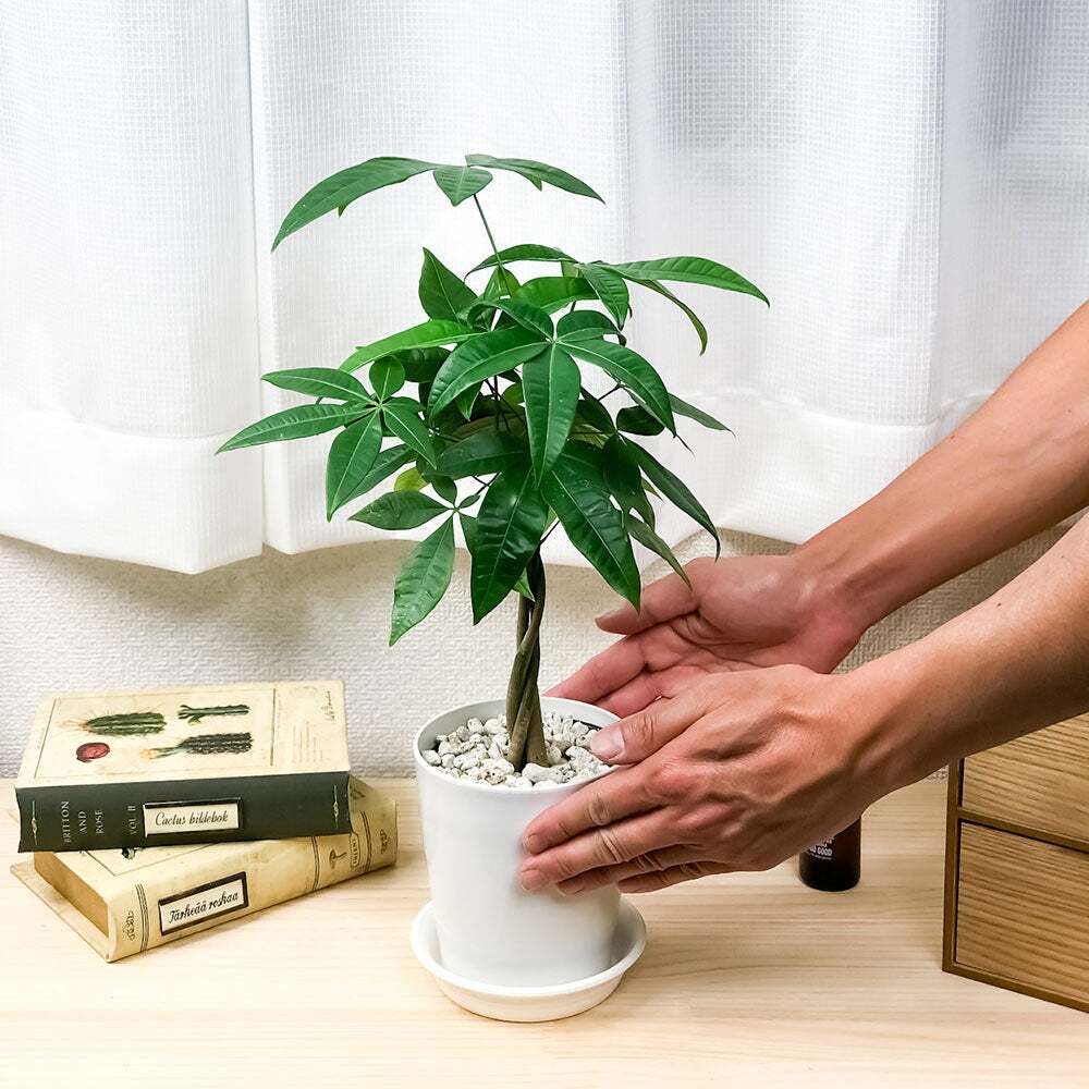 PLANCHU 観葉植物 パキラ ネジリ 実生株 4号鉢 受け皿付き 育て方説明書付き Pachira glabra 発財樹