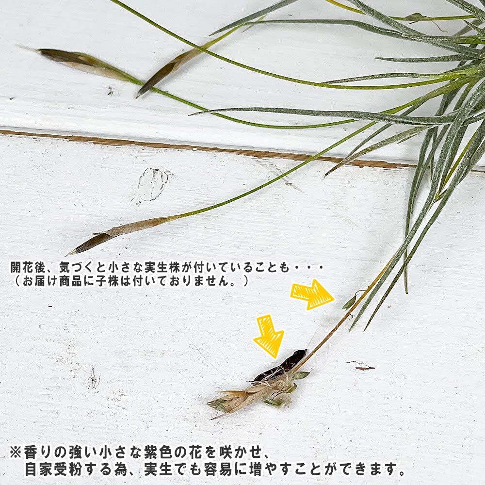 PLANCHU エアプランツ ティランジア レクルバータ 1株 W10×H10cm前後 育て方説明書付き Tillandsia recurvata エアープランツ チランジア