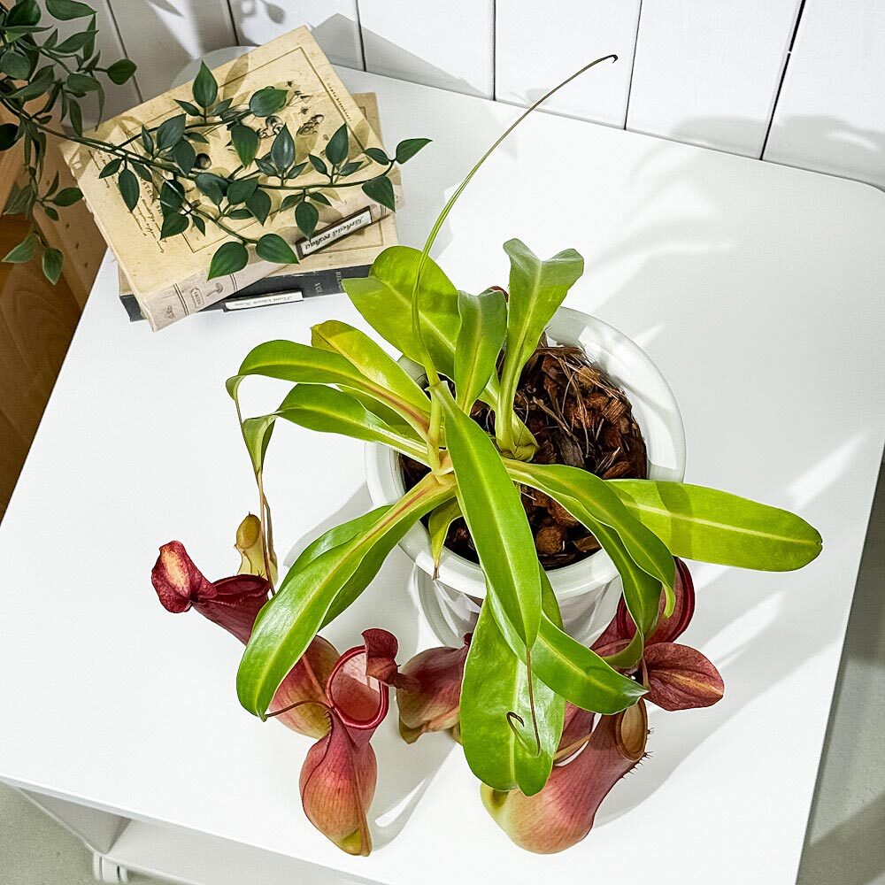 PLANCHU 食虫植物 ネペンテス アラタ アカ 5号鉢 受け皿付き 育て方説明書付き Nepenthes alata アラータ ウツボカズラ