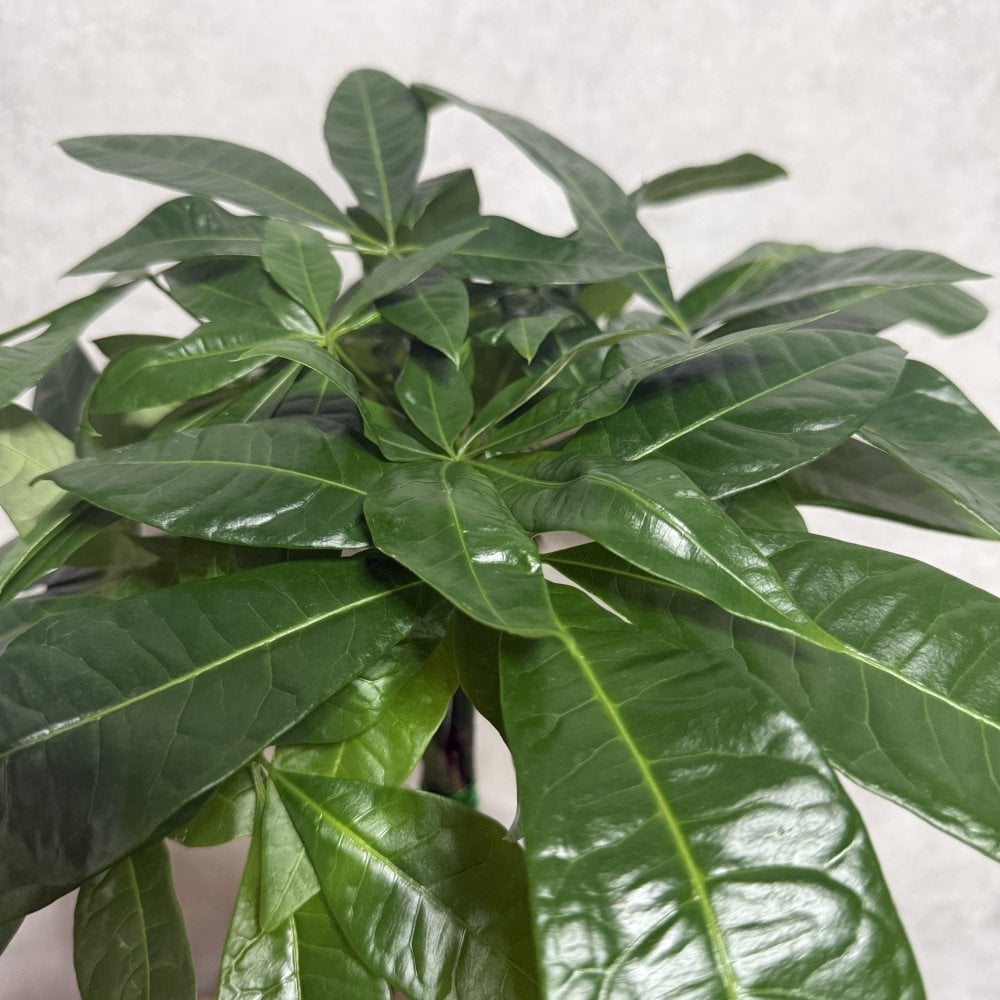 観葉植物 パキラ グラブラ 5本編み 5号 高さ約45cm マネーツリー 発財樹 縁起物 金運 風水 育てやすい 耐陰性 インテリア 玄関 リビング 新築祝い 開店祝い 開業祝い 移転祝い 周年祝い 引っ越し祝い 誕生日 お祝い ギフト プレゼント おしゃれ