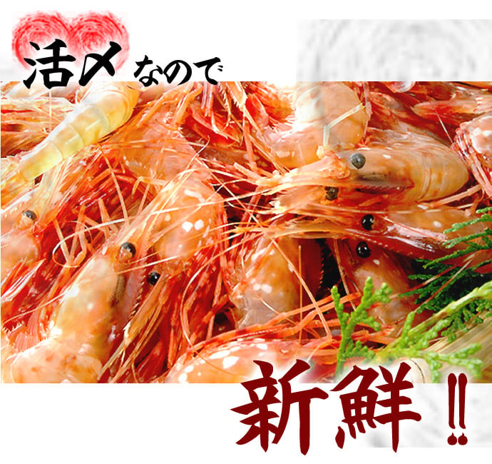 ボタンエビ 活 〆 オス 大中サイズ 1kg 秋 北海道 噴火湾産 送料無料※沖縄は送料別途加算