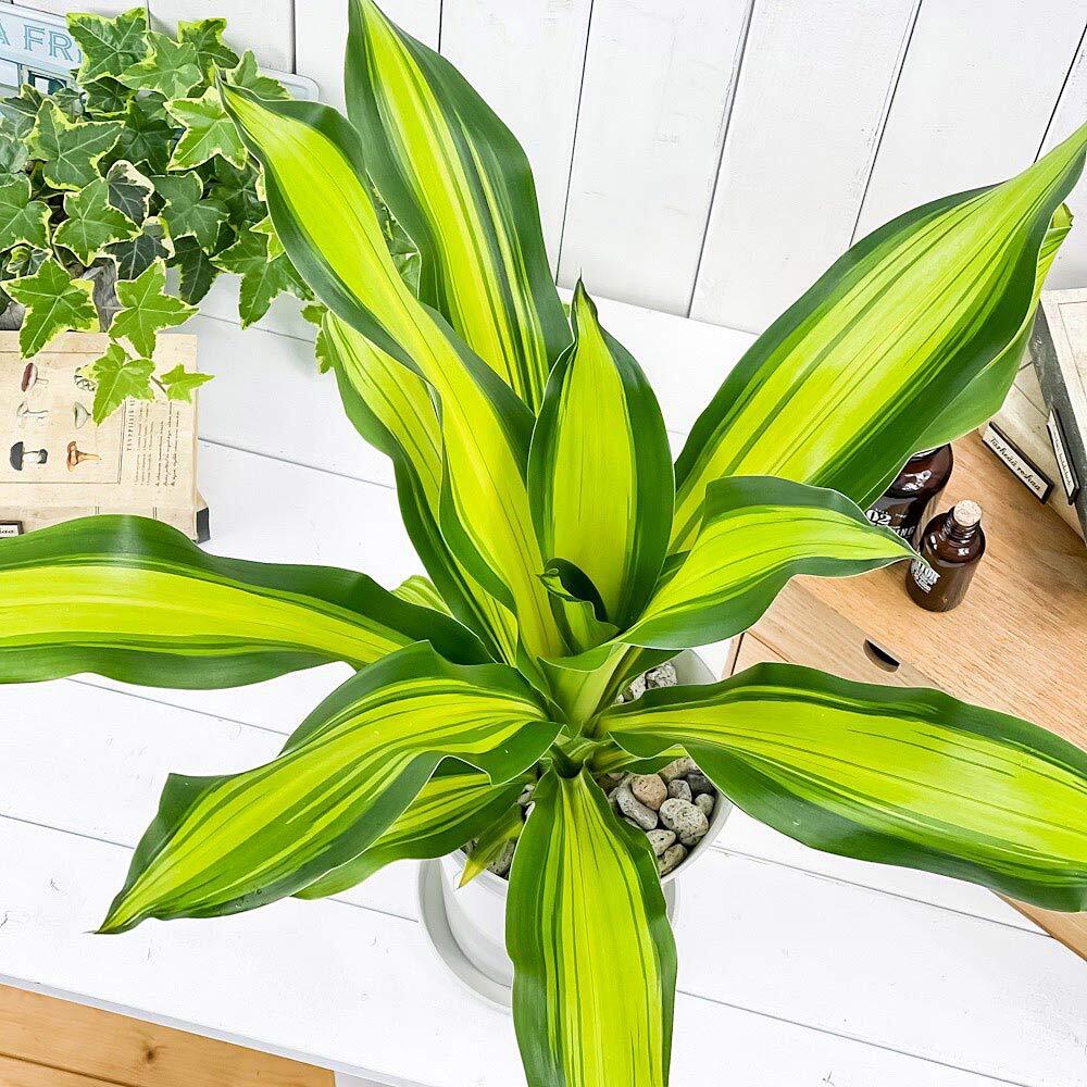PLANCHU 観葉植物 ドラセナ ゴールドコード 6号鉢 受け皿付き 育て方説明書付き Dracaena ‘Gold Code’