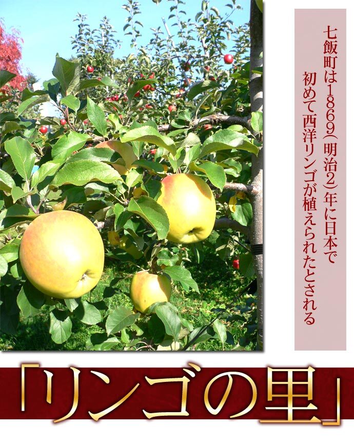 りんご 北海道産 蜜入 レッドゴールド リンゴ 9kg（約36-54個入）