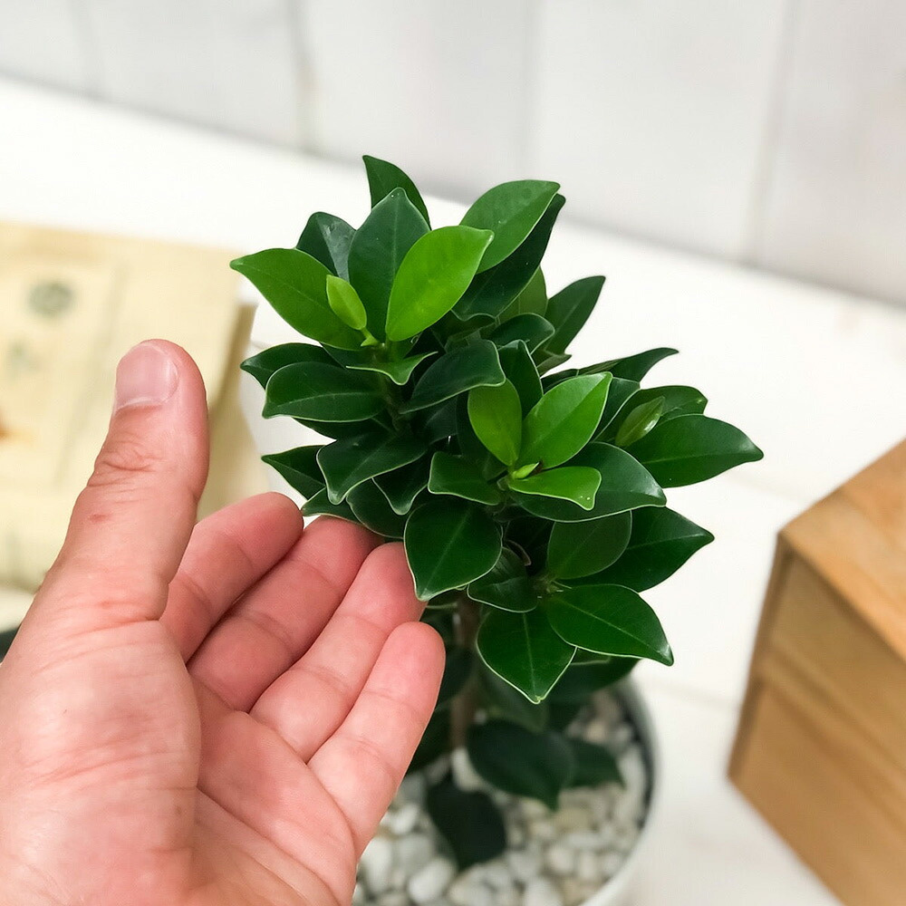 PLANCHU 観葉植物 フィカス ガジュマル ベビーリーフ 4号鉢 受け皿付き 育て方説明書付き Ficus ‘Baby Leaf’ 矮性ガジュマル 精霊の宿る木
