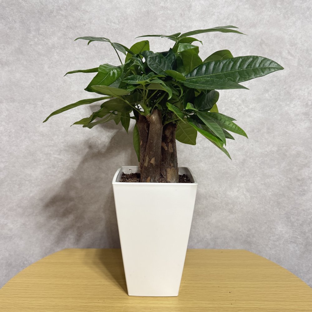 観葉植物 パキラ グラブラ 3本立ち ミニ 卓上 小さい 4号 高さ約35cm 白 スクエア鉢 マネーツリー 育てやすい 耐陰性 インテリア デスク 棚 一人暮らし 誕生日 引っ越し祝い 就職祝い 退職祝い お礼 プチギフト お祝い ギフト プレゼント おしゃれ