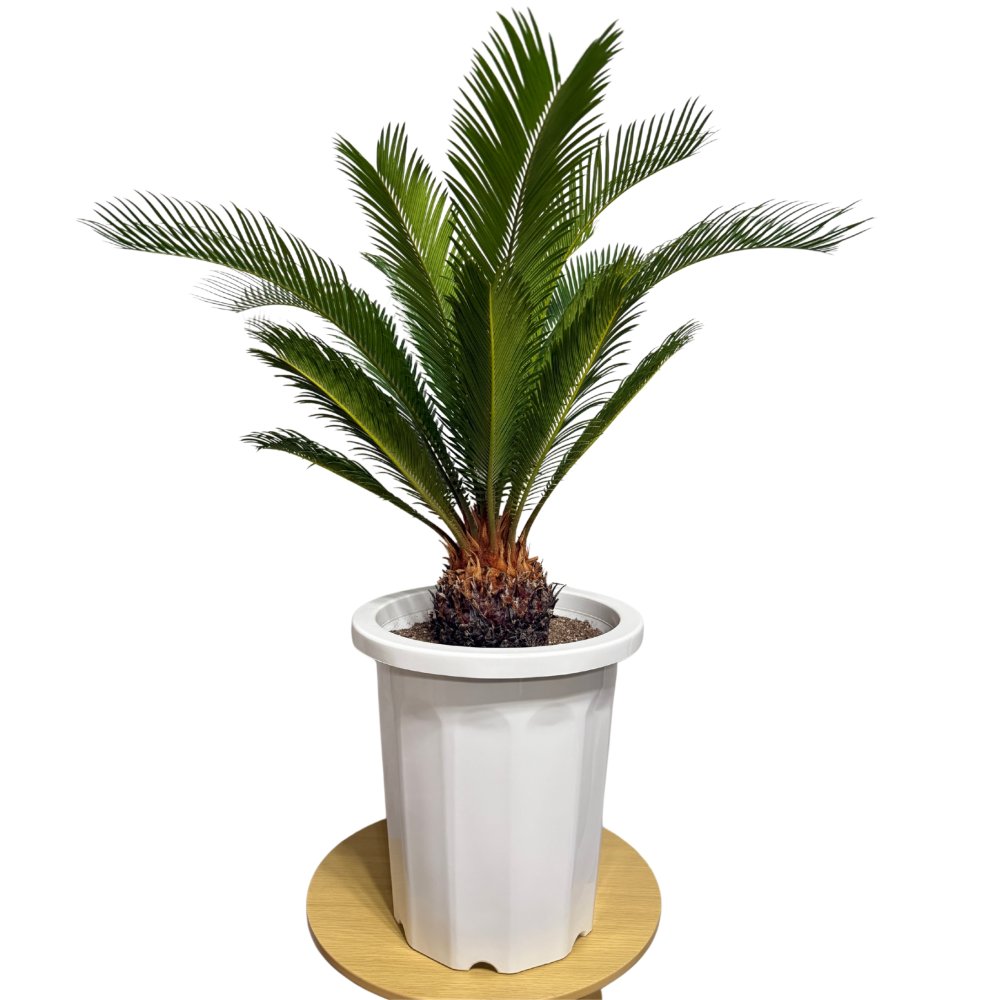 現品 観葉植物 ソテツ 蘇鉄 高さ80cm 10号鉢苗 大型種類 大きい 鉢植え 和風 和室 南国 おしゃれな室内インテリア 日陰 風水 玄関 リビング 初心者におすすめ 簡単で育てやすい 耐陰性 部屋 屋外 かわいい ベランダ プレゼント ギフト 開店祝い 結婚祝い 窓際 テレビ横 モダン 贈答