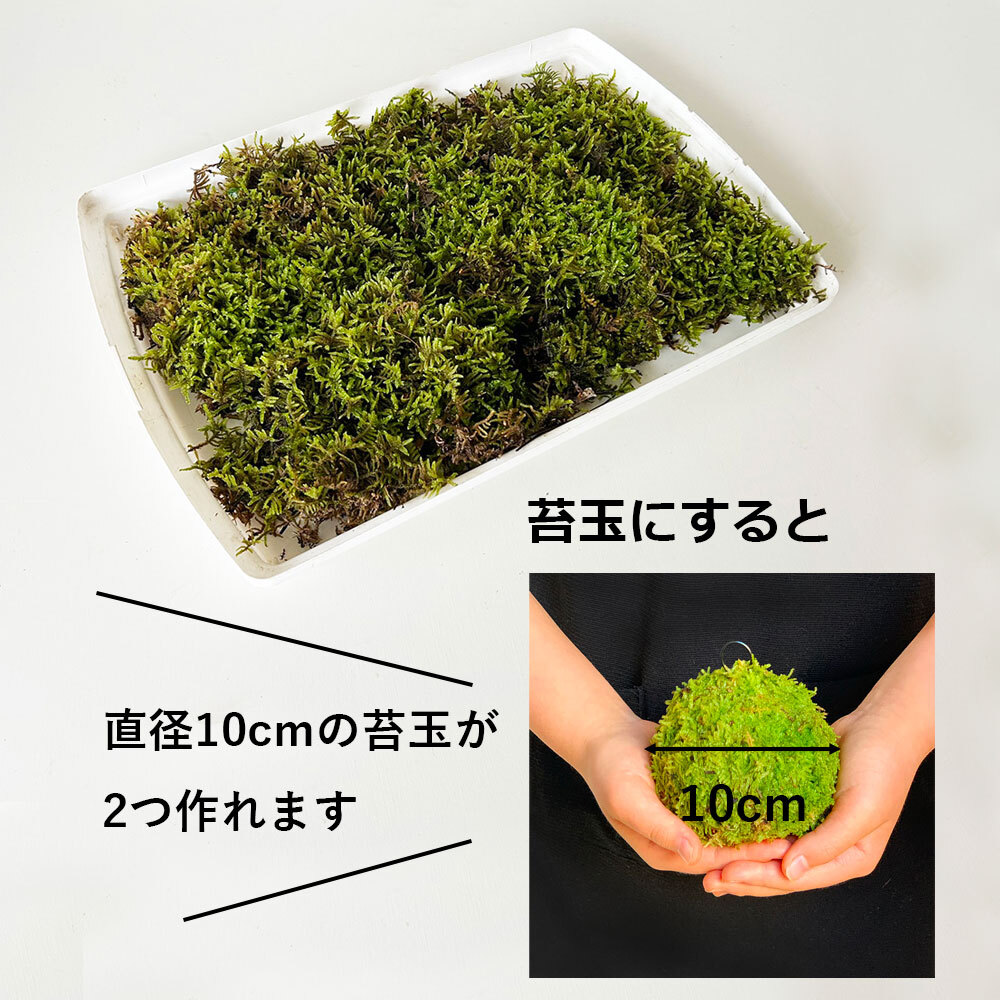 ハイゴケシート 31×23ｃｍ 箱入り ボックス 大きめ 苔玉作り こけだま 手直し