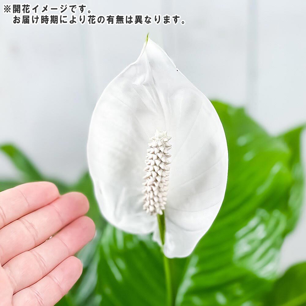 PLANCHU 観葉植物 スパティフィラム 4号鉢 受け皿付き 育て方説明書付き Spathiphyllum hybrids アロイド