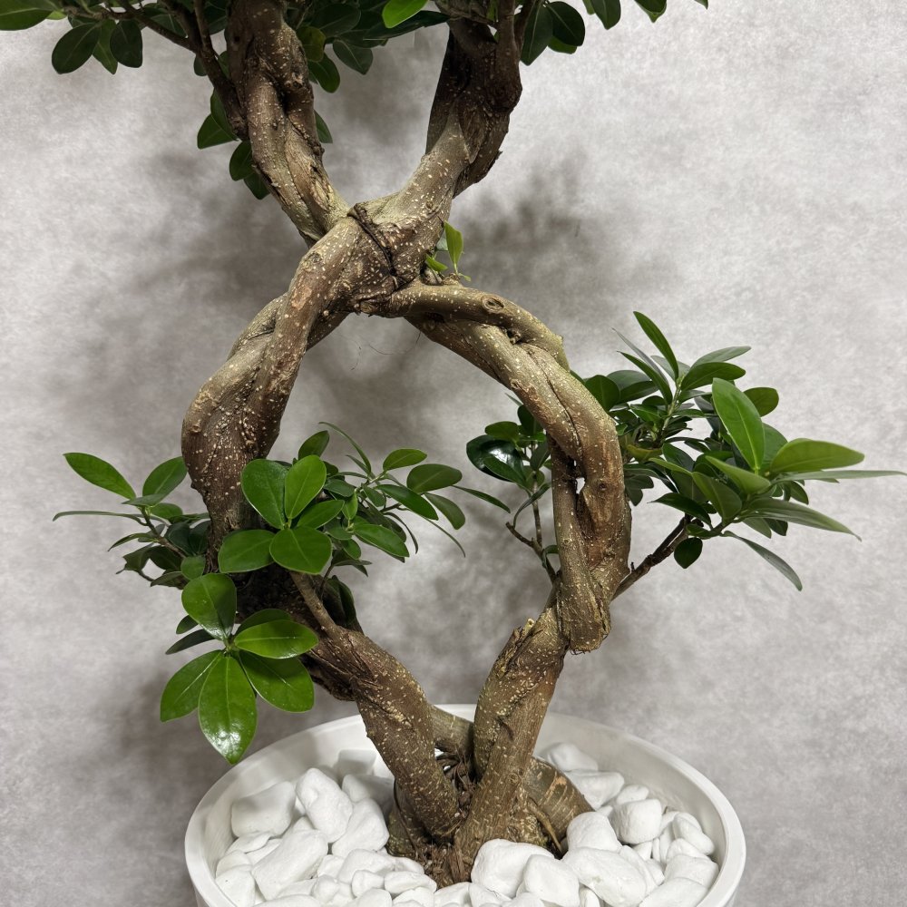 ガジュマル 観葉植物 八の字 8号鉢苗 大型 盆栽 末広がりの8の字 室内 珍しい 希少種 多幸の木 幸福をもたらす精霊が住むガジュマルの木 おしゃれなインテリア 結婚祝い 新築祝い 開店祝い 開業祝い 誕生日 母の日 父の日 記念日 プレゼントギフト 肥料別売り 敬老の日