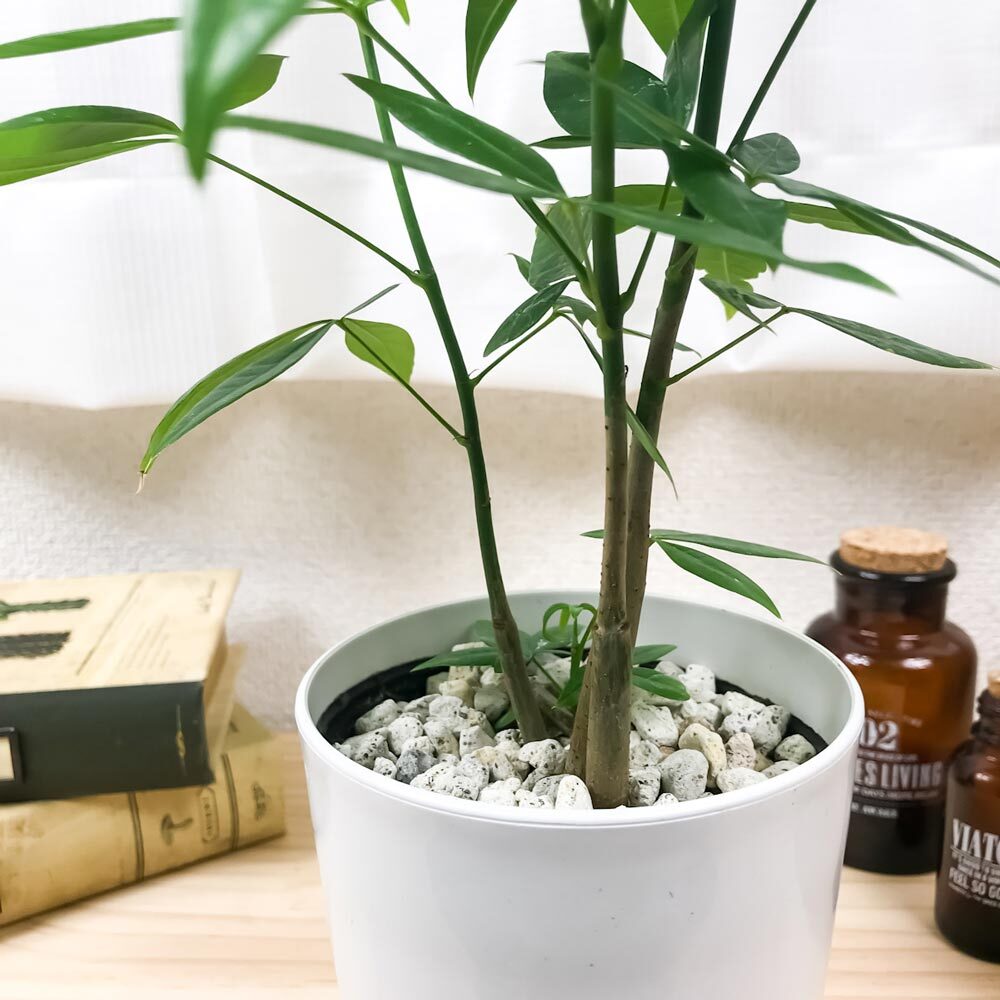 PLANCHU 観葉植物 パキラ ストレート 実生株 4号鉢 受け皿付き 育て方説明書付き Pachira glabra 発財樹