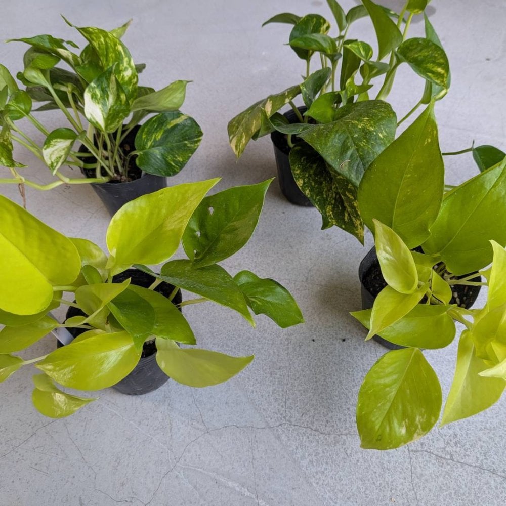 観葉植物 癒しセット ポトス ３号 プレゼント お礼 お祝い プチギフト スタバドリップコーヒー 母の日 退職 お礼 ハンカチ お菓子 挨拶 結婚 ギフト 人気 男性 女性 イベント 気持ち お返し プレゼント 卒業 珈琲誕生日 退職  コーヒー タオル お菓子 