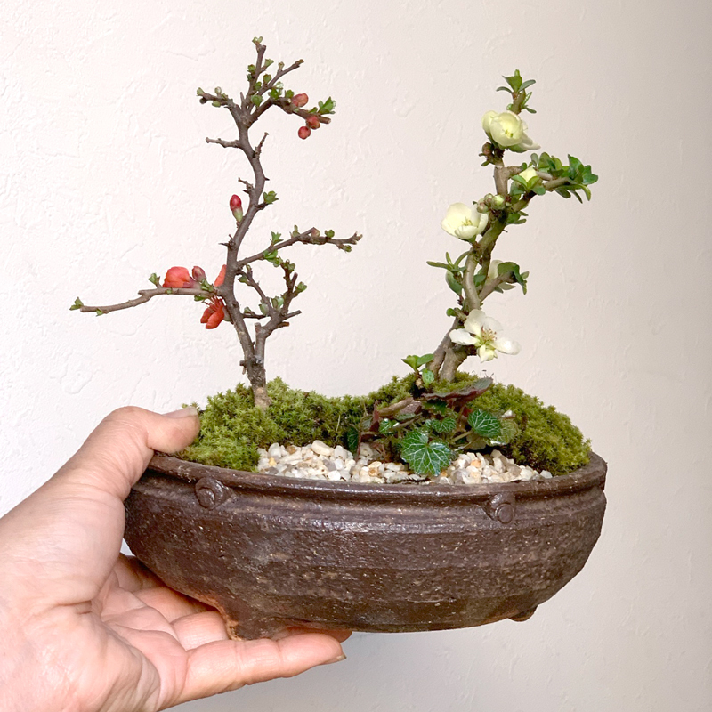 年に数回可憐な花が楽しめます【紅白長寿梅（コウハクチョウジュバイ）の寄せ植え盆栽（信楽焼鉢）】