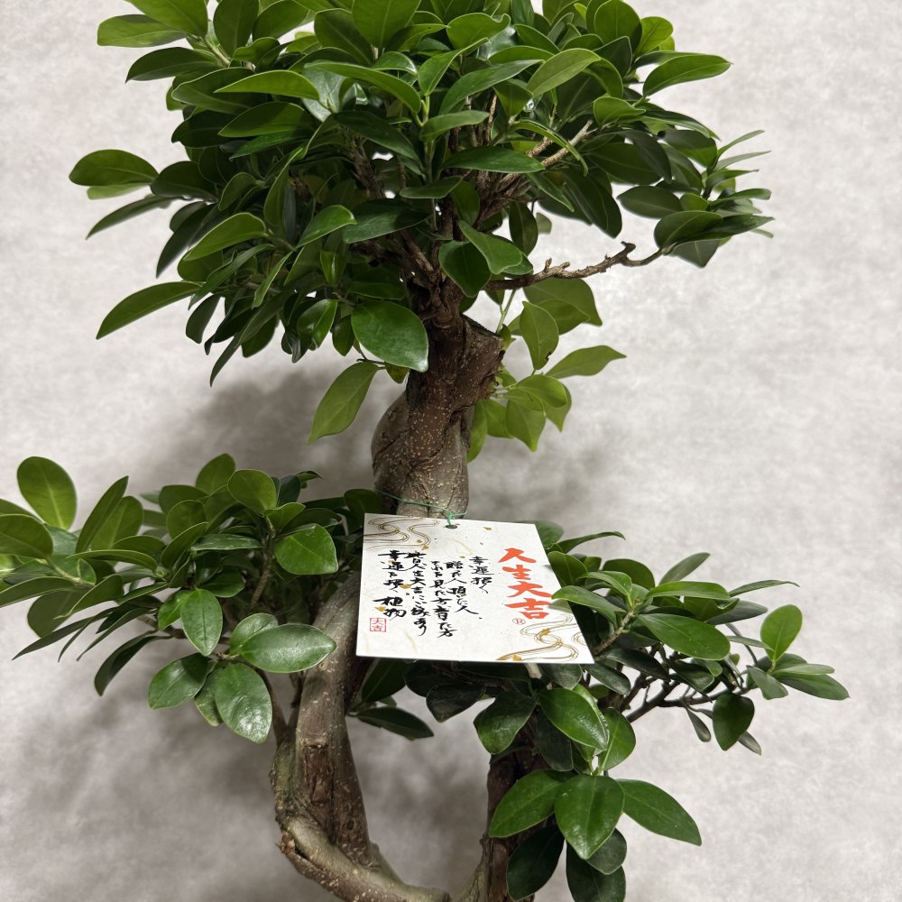 ガジュマル 観葉植物 八の字 8号鉢苗 大型 盆栽 末広がりの8の字 室内 珍しい 希少種 多幸の木 幸福をもたらす精霊が住むガジュマルの木 おしゃれなインテリア 結婚祝い 新築祝い 開店祝い 開業祝い 誕生日 母の日 父の日 記念日 プレゼントギフト 肥料別売り 敬老の日
