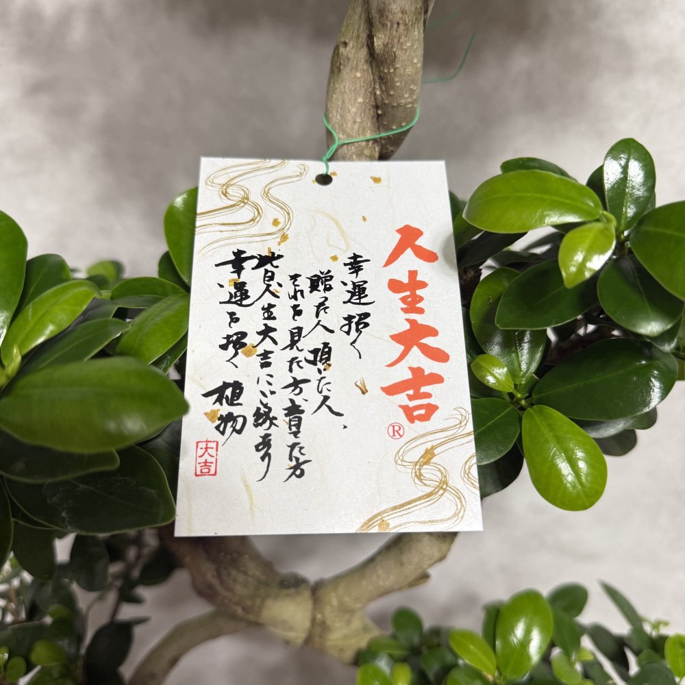 ガジュマル 観葉植物 八の字 8号鉢苗 大型 盆栽 末広がりの8の字 室内 珍しい 希少種 多幸の木 幸福をもたらす精霊が住むガジュマルの木 おしゃれなインテリア 結婚祝い 新築祝い 開店祝い 開業祝い 誕生日 母の日 父の日 記念日 プレゼントギフト 肥料別売り 敬老の日
