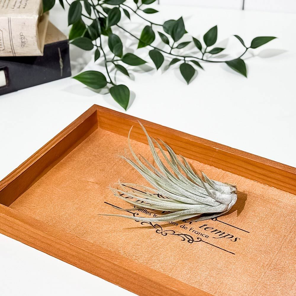 PLANCHU エアプランツ ティランジア ベリッキアーナ Mサイズ 1株 W8×H8cm前後 育て方説明書付き Tillandsia velickiana エアープランツ チランジア