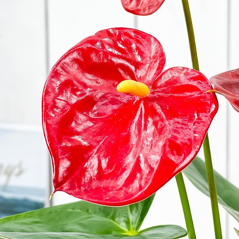 PLANCHU 観葉植物 アンスリウム レッド 4号鉢 受け皿付き 育て方説明書付き Anthurium andraeanum cv. アンスリューム アロイド 鉢花
