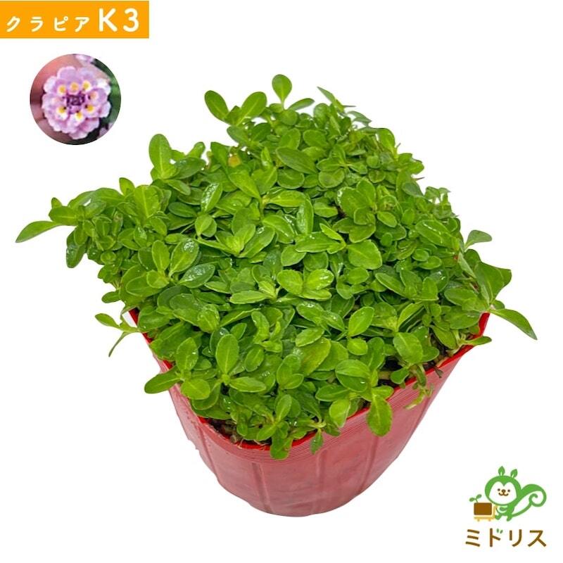 【肥料プレゼント中】 クラピア K3（ピンク）紫品種  9cmポット苗  40株セット 完全植栽マニュアル付き  ピンク色 桃色 イワダレソウ改良種 グランドカバー プランツ 植物 ピンクの花 庭 屋上 緑化 耐寒性 多年草 地被植物 ほふく性 下草 背が低い 宿根草