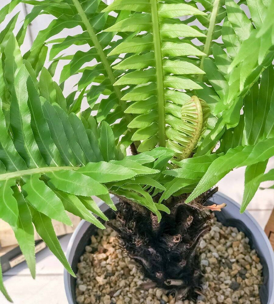 PLANCHU 観葉植物 ブレクナム シルバーレディ 木立タイプ 6号鉢 受け皿付き 育て方説明書付き Blechnum gibbum ‘Silver Lady’ シダ植物