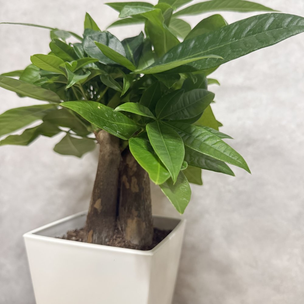 観葉植物 パキラ グラブラ 3本立ち ミニ 卓上 小さい 4号 高さ約35cm 白 スクエア鉢 マネーツリー 育てやすい 耐陰性 インテリア デスク 棚 一人暮らし 誕生日 引っ越し祝い 就職祝い 退職祝い お礼 プチギフト お祝い ギフト プレゼント おしゃれ