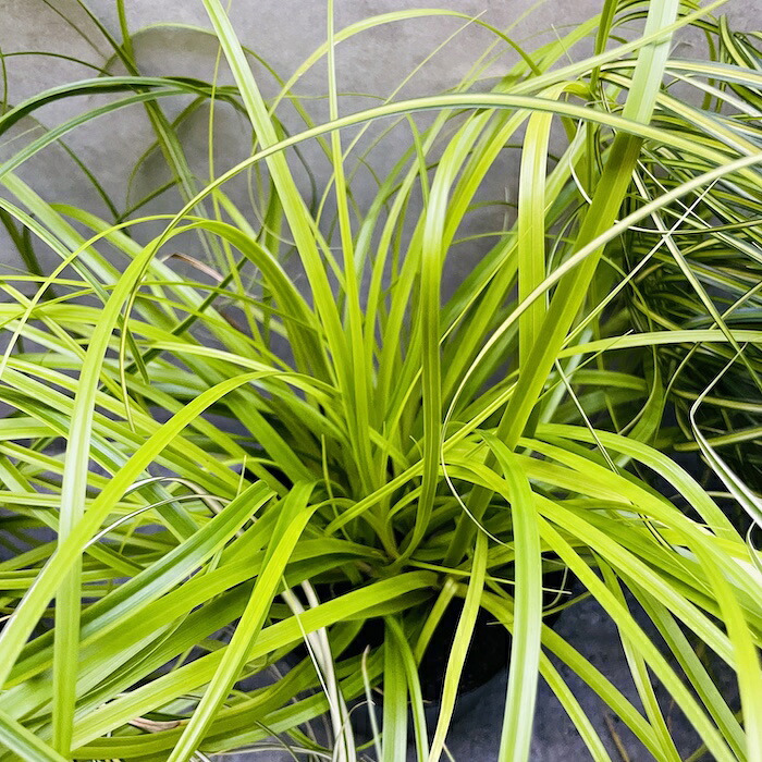 カレックス 5品種セット 寄せ植え用 15cmポット苗 株 下草 常緑 多年草 グランドカバー カラーリーフ 庭 花壇 鉢植え 高耐寒性