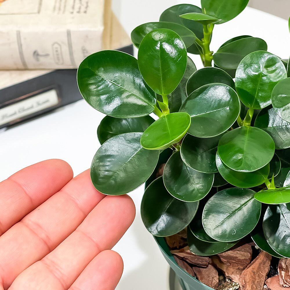 PLANCHU 観葉植物 ガジュマル コパンダガジュマル 4号スリット鉢 受け皿付き 育て方説明書付き Ficus microcarpa フィカス ミクロカルパ 精霊の宿る木