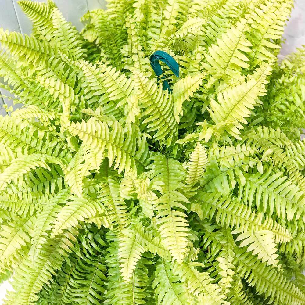 PLANCHU 観葉植物 ネフロレピス ハッピーゴールデン 8号吊り鉢 育て方説明書付き Nephrolepis exaltata ‘Happy Golden’ ボストンファーン ボストンファン シダ植物