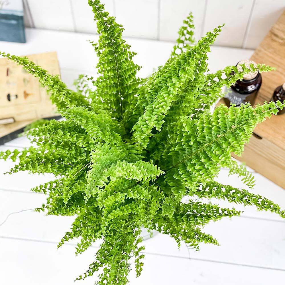 PLANCHU 観葉植物 ネフロレピス グリーンファンタジー 6号鉢 受け皿付き 育て方説明書付き Nephrolepis exaltata ‘Green Fantasy’ ボストンファーン ボストンファン シダ植物