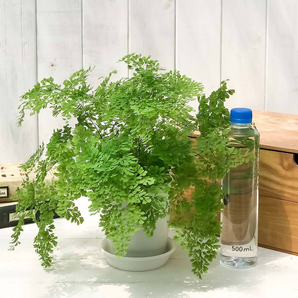 PLANCHU 観葉植物 アジアンタム ミクロフィラム 4号鉢 受け皿付き 育て方説明書付き Adiantum raddianum ‘Micropinnulum’ ミクロピンヌルム シダ植物