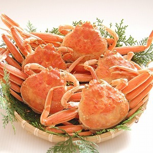 とれたて 訳あり せこがに/セコガニ(冷蔵/釜茹で/ボイル)  希少な 大サイズ 3枚  送料無料　※北海道、東北、沖縄は送料別途加算 子持ちがに 親ガニ 香箱 蟹 お歳暮 御祝い お礼 ハレノヒ 晴れの日