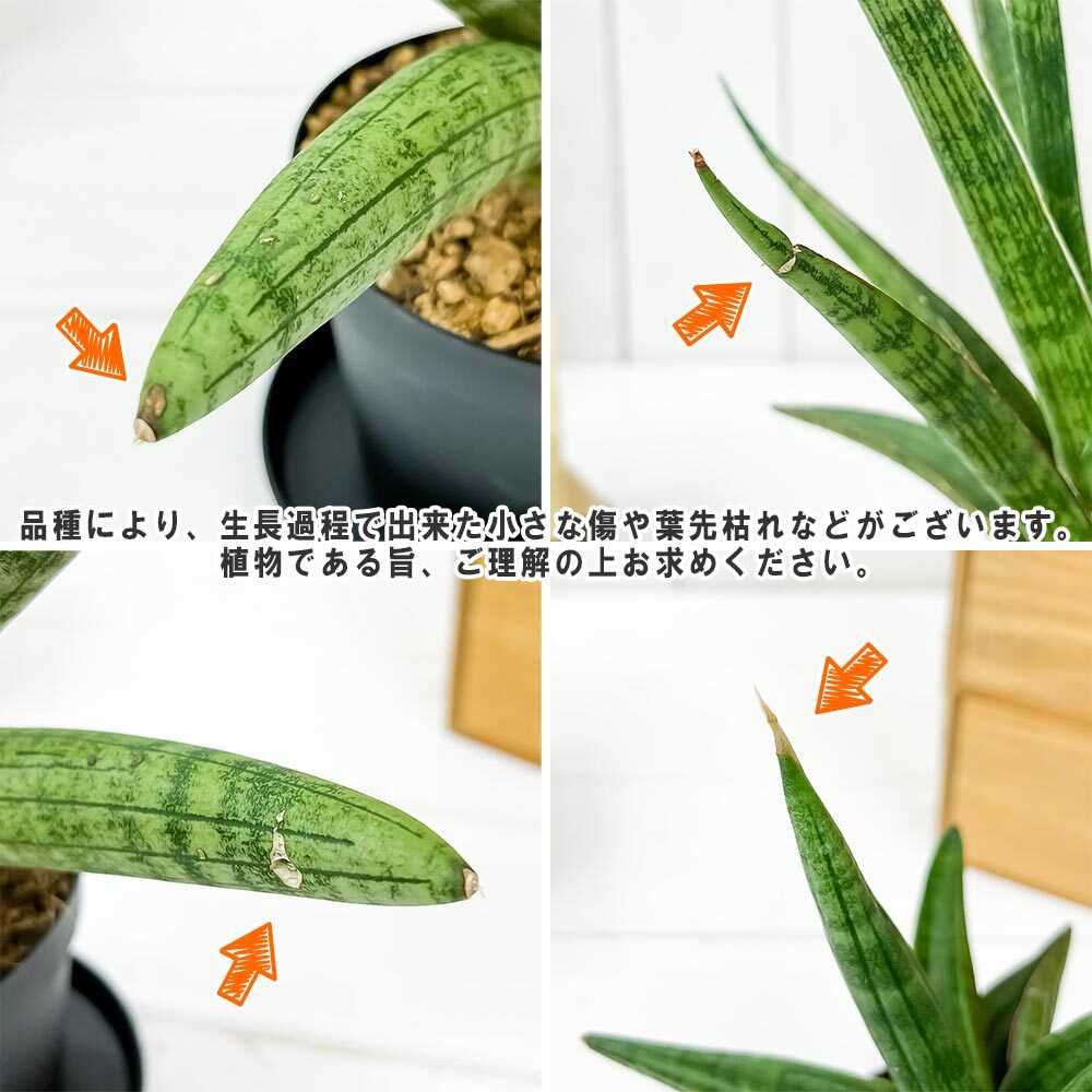 PLANCHU 多肉植物 サンセベリア サムライ ドワーフ 3号鉢 受け皿付き 育て方説明書付き Sansevieria ehrenbergii ‘Samurai Dwarf’ サンスベリア