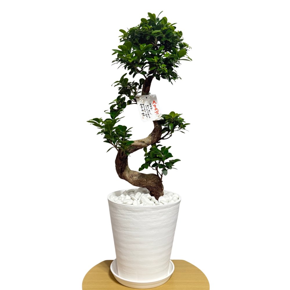 現品 ガジュマル 観葉植物 曲がり 8号鉢苗 大型 盆栽 登り樹 昇り竜 室内 珍しい 希少種 多幸の木 幸福をもたらす精霊が住むガジュマルの木 おしゃれなインテリア 結婚祝い 新築祝い 開店祝い 開業祝い 誕生日 母の日 父の日 記念日 プレゼントギフト 肥料別売り 敬老の日