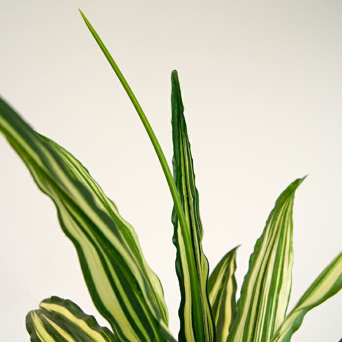 観葉植物 造花 ドラセナ ワーネッキー BROWN 全高約150cm 大型 フェイクグリーン 本物そっくり おしゃれ インテリア 人工観葉植物 アーティフィシャルグリーン オフィス 店舗 ホテル 開店祝い 室内 幸福の木 フェイク