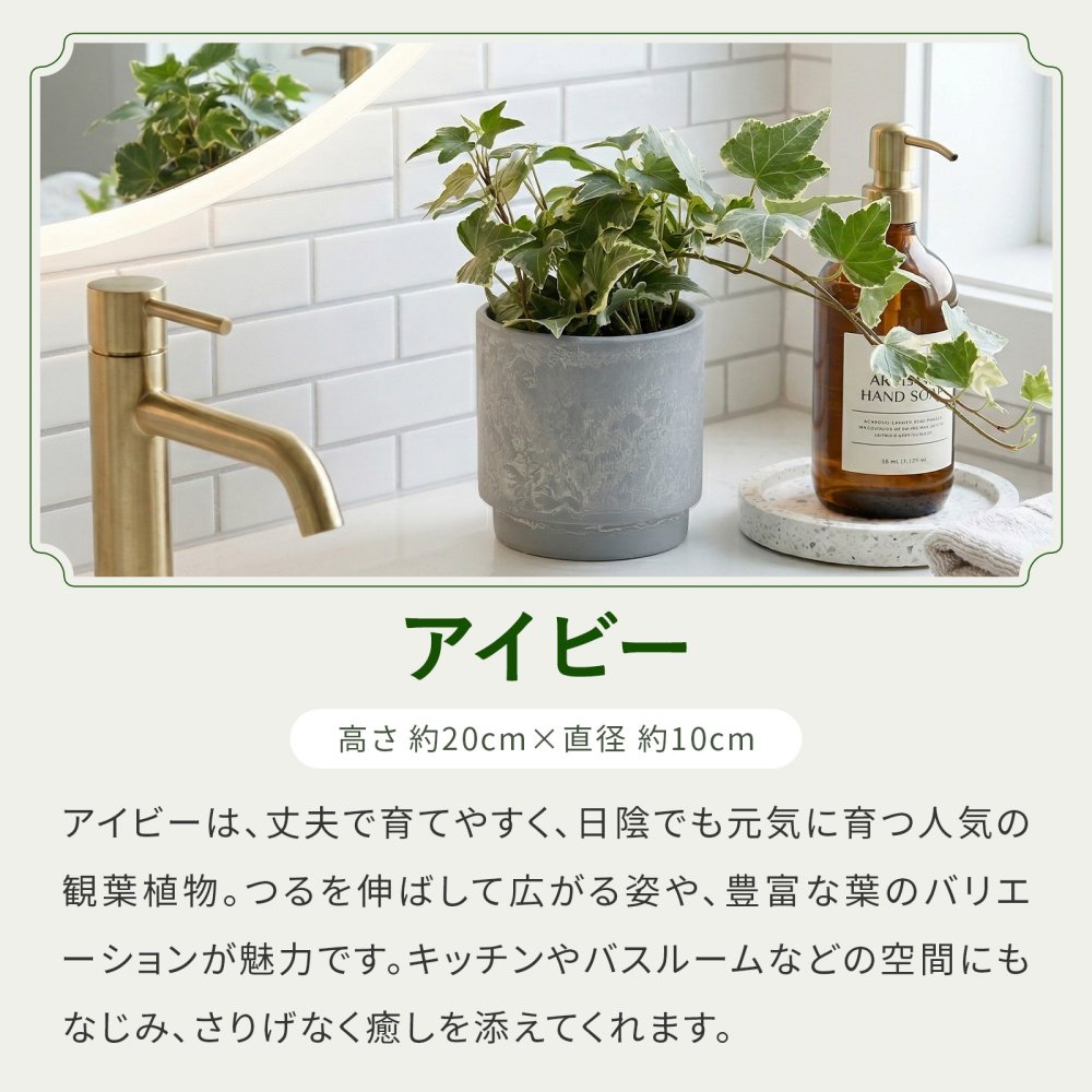 選べる 観葉植物 ポトス & アイビー ガジュマル &サンスベリア お試し 2点 セット 鉢付き 3号 ミニサイズ 幸運の木 風水 インテリア 室内 オシャレ 70代 あす楽 翌日配送  オフィス 開店祝い 結婚式 新築祝い 就職祝い 開業祝い