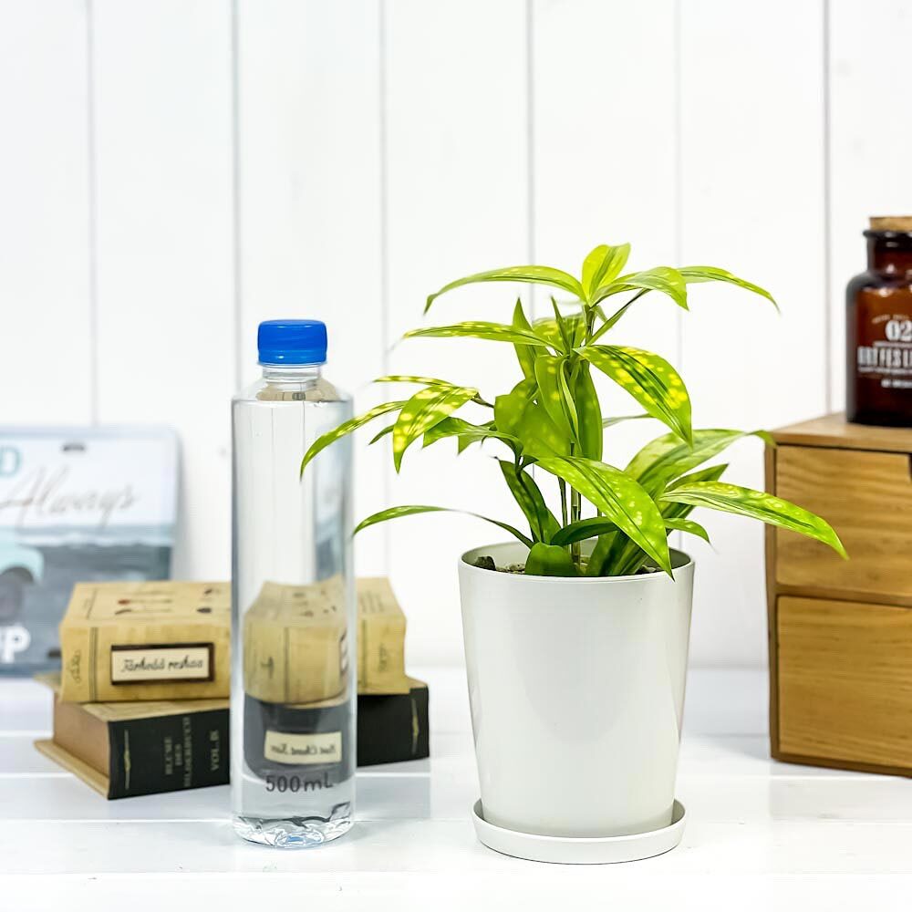 PLANCHU 観葉植物 ドラセナ ファニータ 4号鉢 受け皿付き Dracaena surculosa ‘juanita’ スルクローサ ゴッドセフィアナ 激レア品種