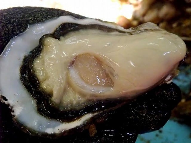殻付き生牡蠣 岡山県 邑久町産 曙牡蠣 | 一斗缶100個以上(10kg) ■ 牡蠣むきナイフ、軍手付き お歳暮 送料無料 殻付き牡蠣 殻付き カキ かき 牡蛎 牡蠣一斗缶 海鮮 バーベキュー BBQ