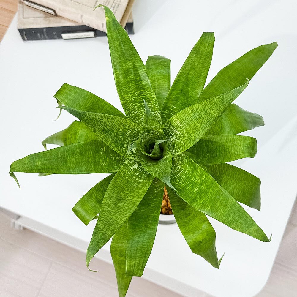 PLANCHU 観葉植物 フリーセア オスピナエ 4号鉢 受け皿付き 育て方説明書付き Vriesea ospinae ブロメリア