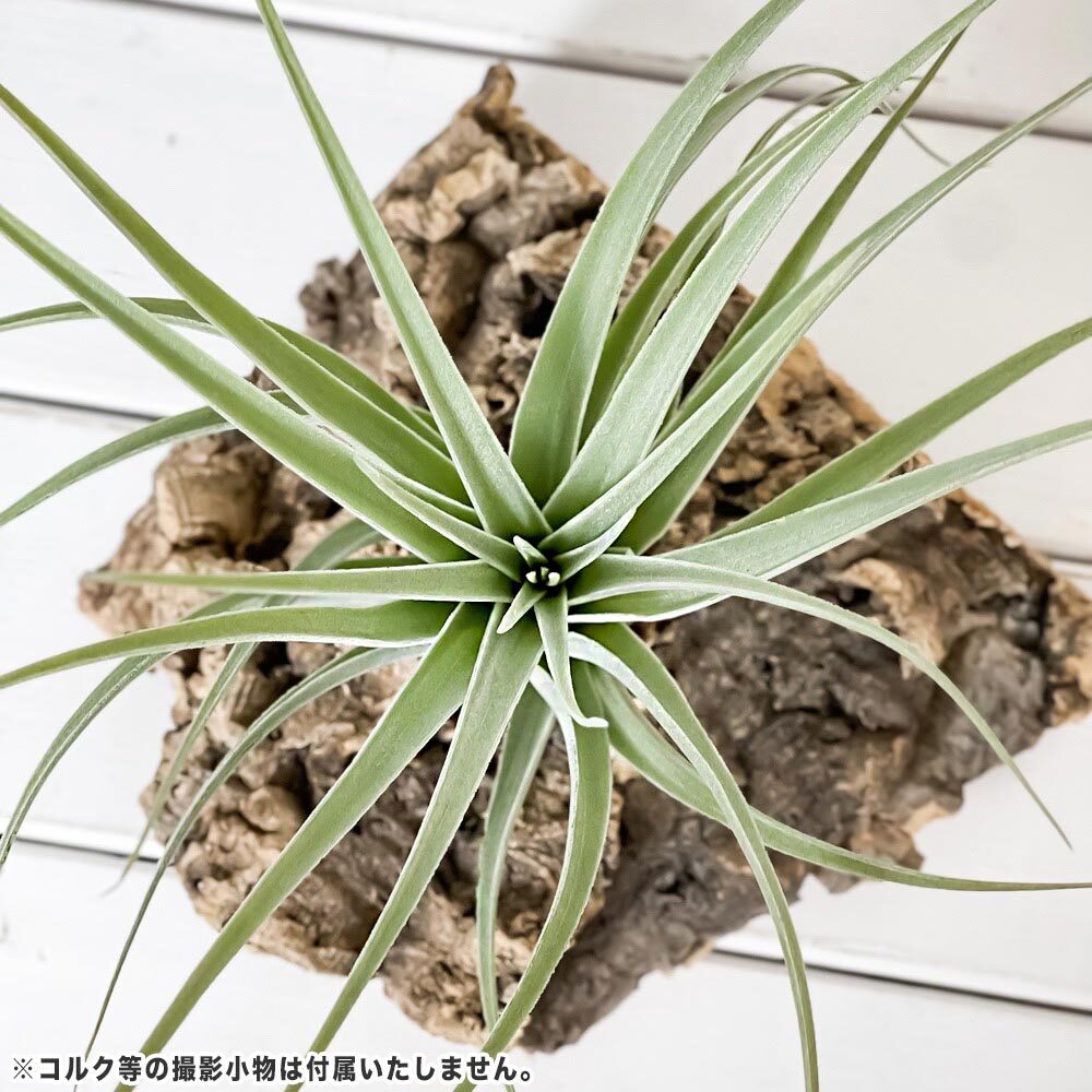 PLANCHU エアプランツ ティランジア ポーリアナ 1株 W20×H16cm前後 育て方説明書付き Tillandsia pohliana エアープランツ チランジア