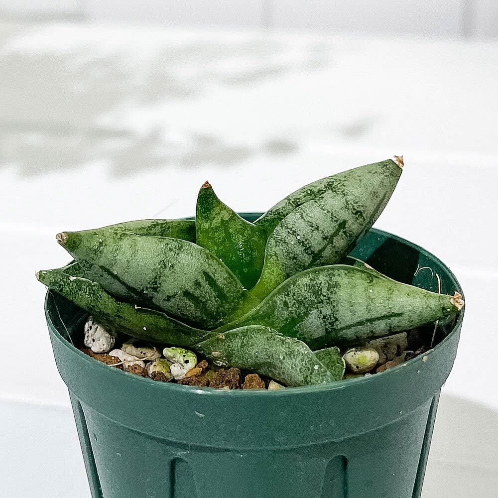 PLANCHU 観葉植物 サンセベリア ボンセレンシス スーパードワーフ 3号丸鉢 受け皿付き 育て方説明書付き Sansevieria ‘Boncellensis Super Dwarf’ サンスベリア 多肉植物