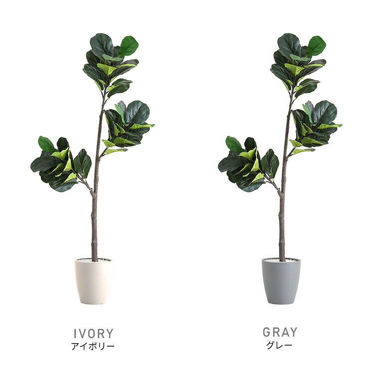 お手入れ簡単 フェイクグリーン フィカス・リラータ Lサイズ(180cm) 新築祝い 開店祝い