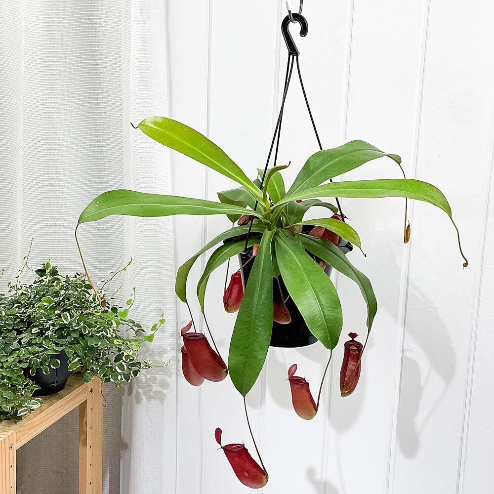 PLANCHU 食虫植物 ネペンテス レディラック 5号吊り鉢 育て方説明書付き Nepenthes ‘Lady Luck’ ウツボカズラ
